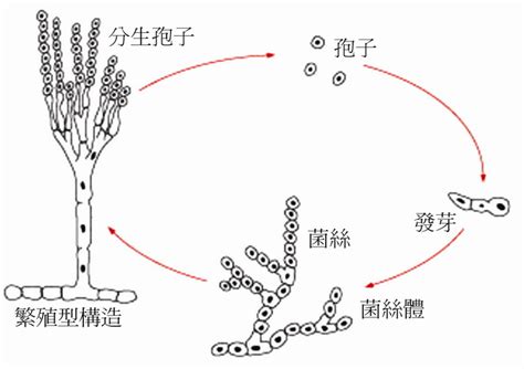 黴菌孢子|黴菌介紹》種類、生長條件與作用 